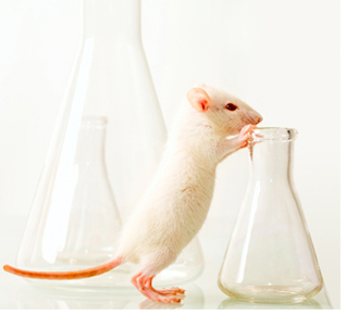 lab mouse